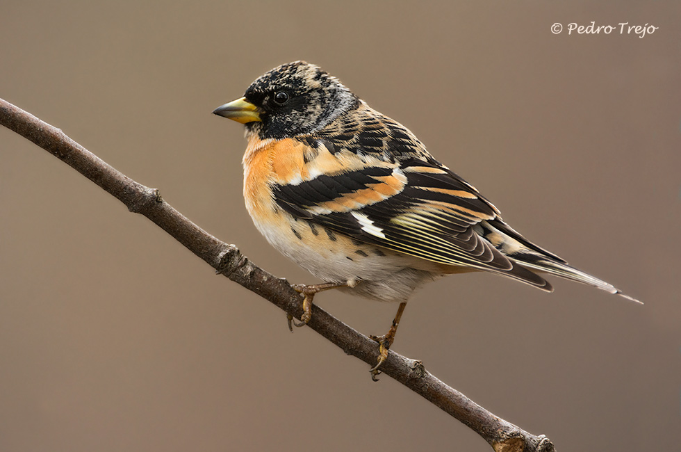 Pinzón real (Fringilla montifringilla)